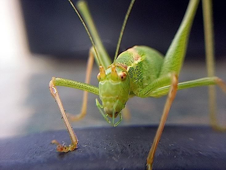 ~A Collection Of Close-Up Photographs of Bugs & Insects by Mykl~