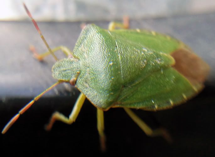 ~A Collection Of Close-Up Photographs of Bugs & Insects by Mykl~