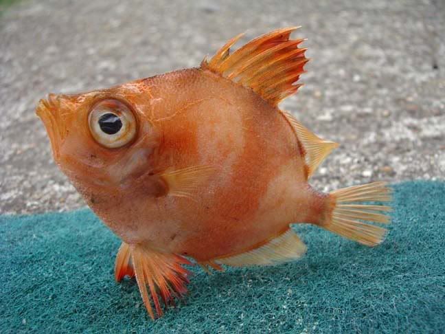 BoarFish009.jpg