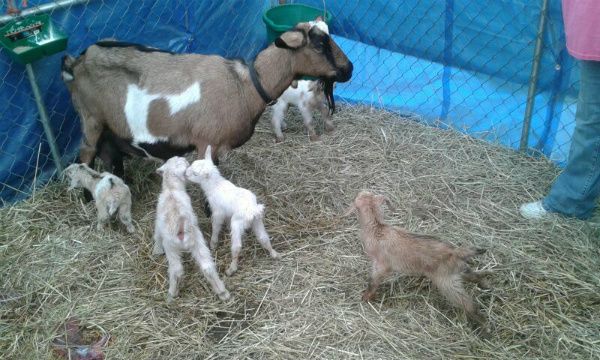 Pictures of Snickers' Quints - Goats