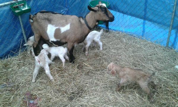 Pictures of Snickers' Quints - Goats