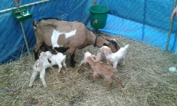 Pictures of Snickers' Quints - Goats