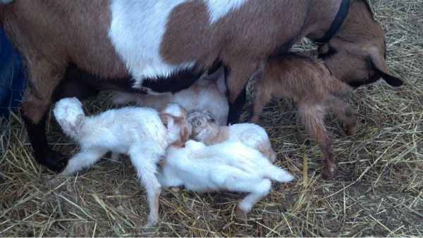 Pictures of Snickers' Quints - Goats