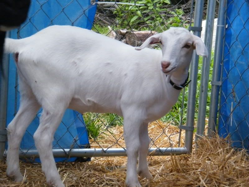 Can't seem to win here - Goats