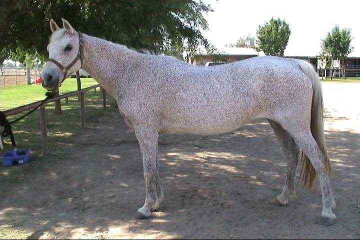 EK9RUM5TIX2Djpg NAMEdot BREEDquarter horse SEXmare AGE9