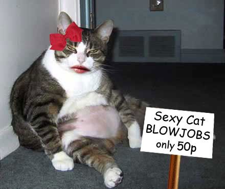 sexy-cat_zpsomrbtve2.jpg