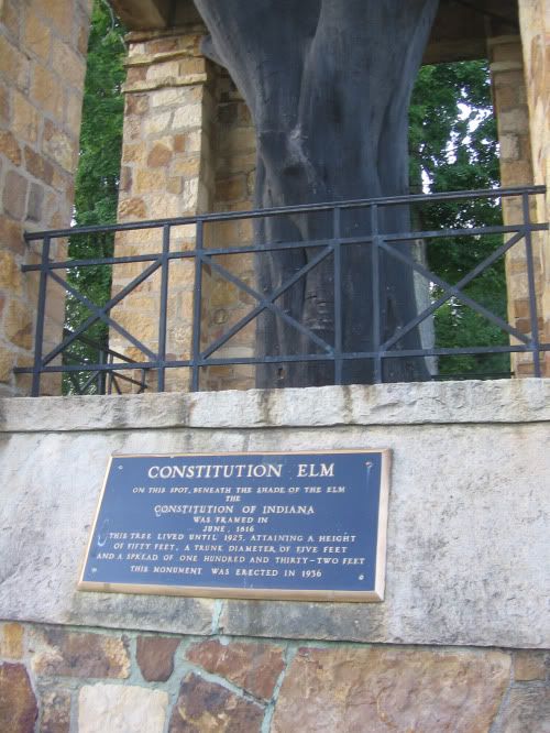 Constitution Elm