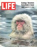 snowmonkey.jpg image by CharRob