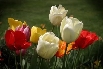 Tulips Pictures, Images and Photos