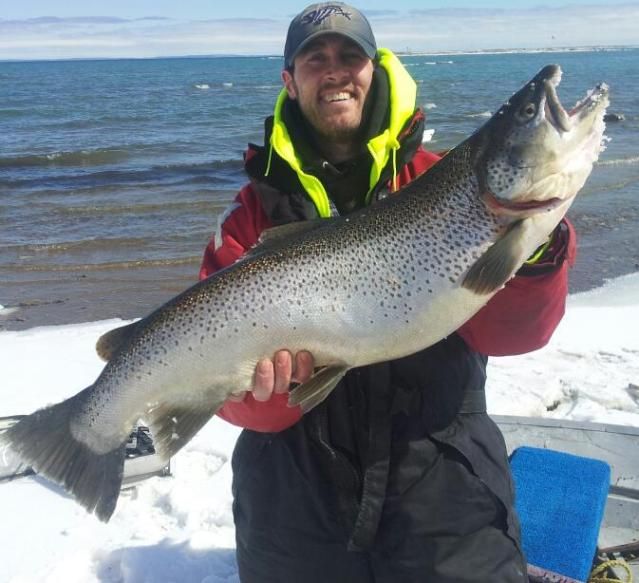 Brown trout in bay, giant from this spring