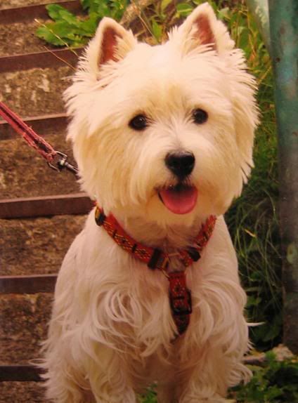 Братья наши меньшие,у кого кто?