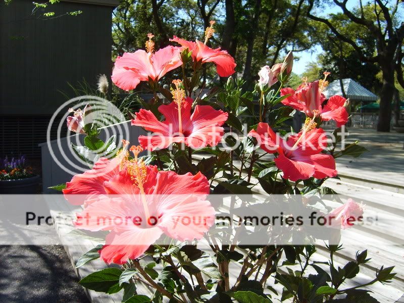 Photo Sharing and Video Hosting at Photobucket