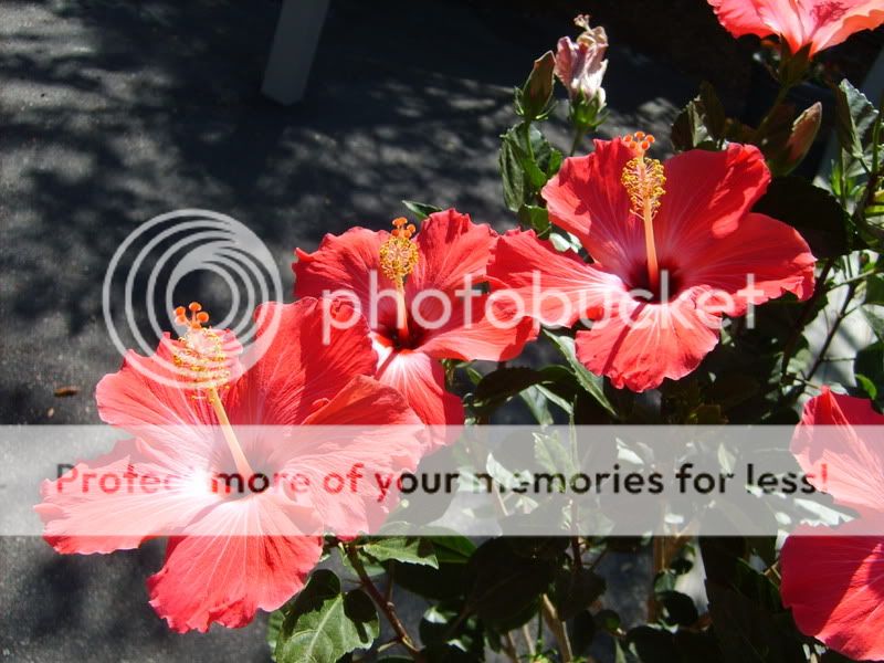 Photo Sharing and Video Hosting at Photobucket