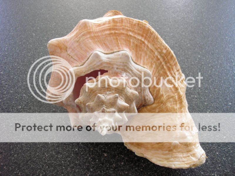 VERY LARGE CONCH SEA SHELL   ALMOST 4 POUNDS   OVER 11 LONG   VERY 