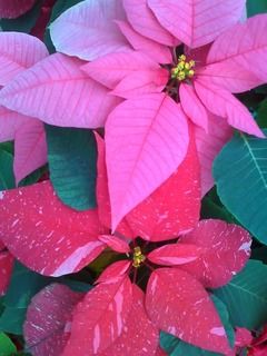 Poinsettia1