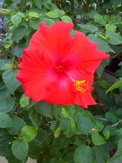 Hibiscus