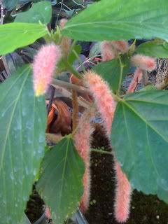 Chenille Plant