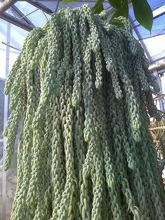 Burro's Tail 2