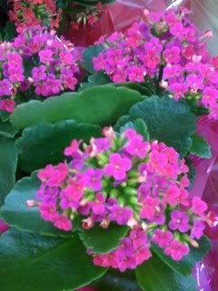 Kalanchoe