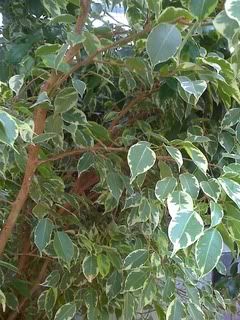 Ficus benjamina