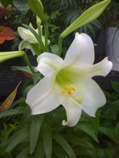 Easter Lily