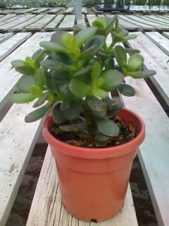 Jade Plant