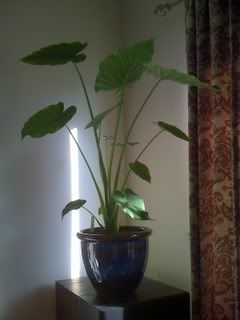 Alocasia odorata