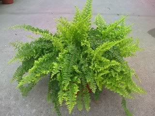 Boston Fern