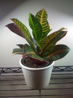 Croton