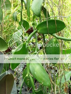 Vanillaplanifolia
