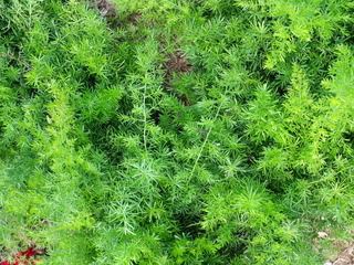 Asparagus Fern