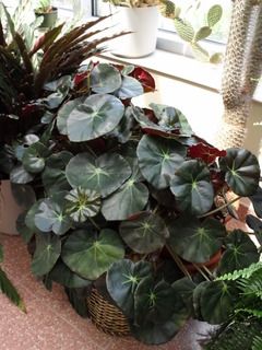 Beefsteak Begonia