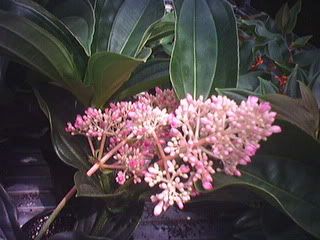 Medinilla cumingii