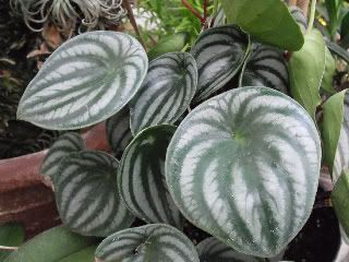 Peperomia resized