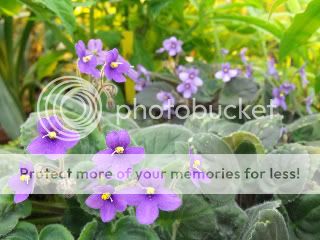 African Violets - resized