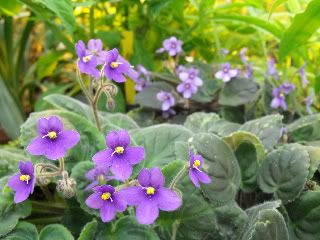 African Violets - resized