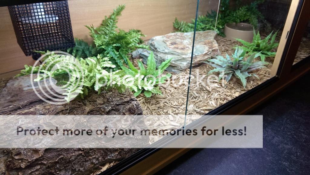 Blue Tongued Skink Enclosure | Reptile Forums