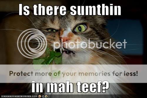 funny-pictures-something-in-cats-te.jpg