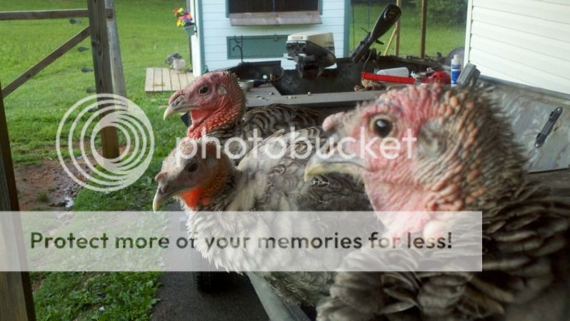 Need Help Sexing 3 Month Old Narragansett Turkeys Backyard Chickens