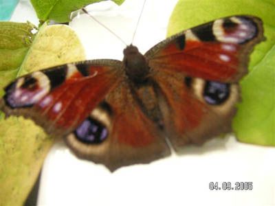 Image hosted by Photobucket.com
