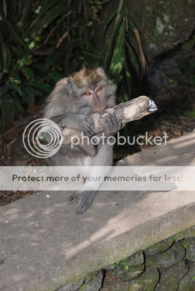 双塔山猴子图片